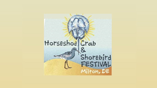 Horseshoe Crab Shorebird Festival May 2024